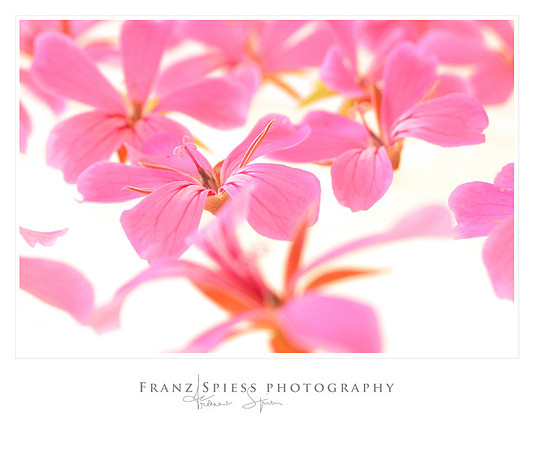 Blumen