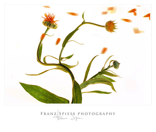 Blumen