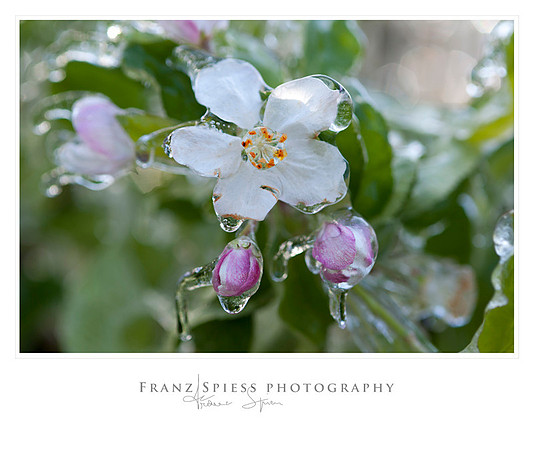 Blumen